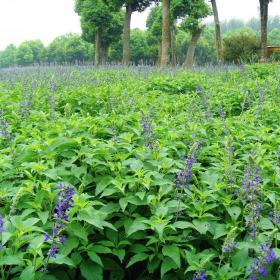 河马苗圃出售 兰花鼠尾草 公园地被绿植 宿根花卉市政工程草