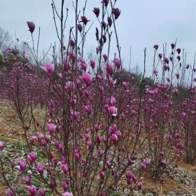 河马苗圃出售 丛生玉兰 绿化树庭院种植 根系发达树形优美