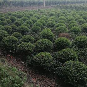 河马苗圃出售 龟甲冬青球 工程绿化苗木灌木 景区点缀造型绿化