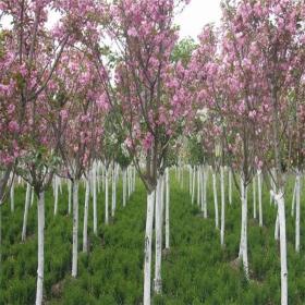 河马苗圃出售 樱花 庭院绿化苗 规格齐全 易存活观赏性高