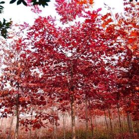 河马出售 欧洲红栎 行道风景树 品相好易成活根系发达