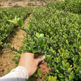 河马生态供应小叶蚊母树苗 庭院景观绿篱地被绿化工程规格齐全