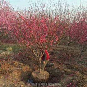 河马苗圃出售 紫叶桃 花海工程打造苗木 园林绿化造景绿植