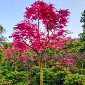 河马苗圃基地供应 枫树 红小袖红大袖红枫 规格齐全 景观树