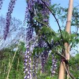 河馬基地出售 森津紫藤 棚架綠化 公園景區(qū)垂吊花海布置花苗