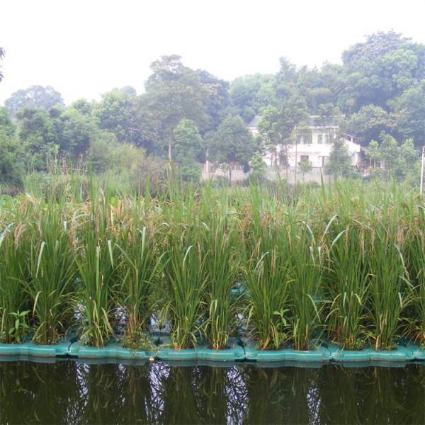 水面绿化种植浮岛