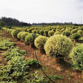 河马苗圃出售 金姬小蜡 别墅小区绿化苗木 园林庭院观赏植物