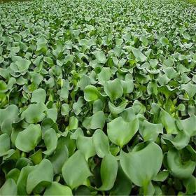 河马苗圃出售 凤眼莲工程苗 水葫芦小苗 鱼缸养殖水草净化水质