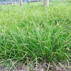 河马苗圃出售 崂谷苔草 山坡草地灌丛林地被植物 耐荫