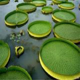 河馬苗圃出售 王蓮 浮葉水生本植物庭園觀賞 花序大觀賞性好