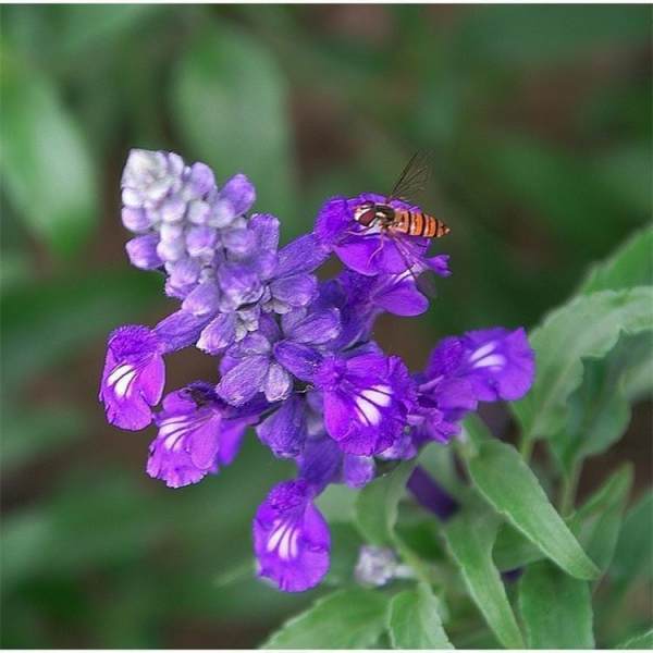 鼠尾草