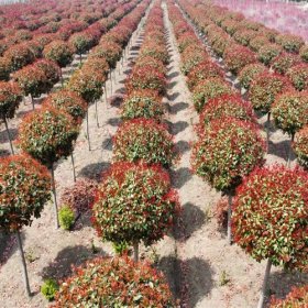 河马苗圃出售 红叶石楠高杆球类 庭院花园植物 四季常青