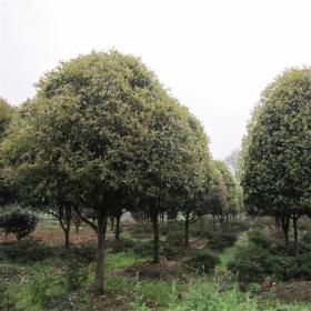 河马苗圃出售 丛生 独杆金桂 庭院绿化公园景点观赏风景树苗