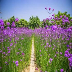 河马苗圃出售 柳叶马鞭草 紫色花海观赏花卉 景观工程绿化