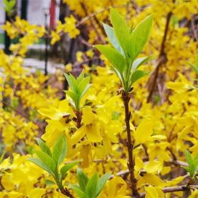 河马苗圃出售 连翘 公园花坛庭院观景绿化植物 观光农业现代园林树木