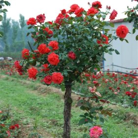 河马基地出售 树状月季 花荣秀美姿色多样 适合多种场景栽种欣赏