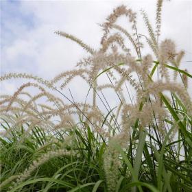 河马苗圃出售 大布尼狼尾草 园林绿化庭院花园花境自然野趣观赏草