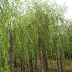 河马苗圃出售 金枝垂柳 庭院园林工程绿化苗 河岸风景树