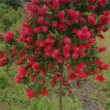 河馬生態(tài)出售 闊葉紅千層花型奇特公園廠區(qū)觀賞綠植小區(qū)庭院綠化苗