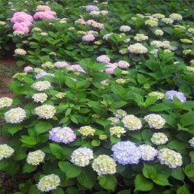 河马苗圃出售 无尽夏绣球花 城市绿化庭院绿篱观花植物