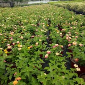 河马苗圃出售 五色梅 花海工程庆典租摆花苗 花坛阳台盆栽花卉