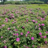 河馬苗圃出售 四季玫瑰 花海工程打造 公園庭院景點(diǎn)種植苗