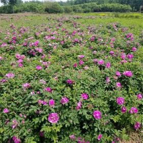 河马苗圃出售 四季玫瑰 花海工程打造 公园庭院景点种植苗