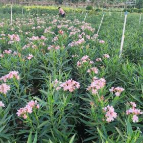 河马苗圃出售 粉花夹竹桃 庭院园林绿篱种植苗木 可做花镜地栽