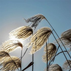 河馬苗圃出售 南荻 多年生草本 公園池塘水體綠化造景