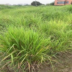 河馬苗圃出售 矢羽芒 護坡造景 園林綠化工程地坡苗