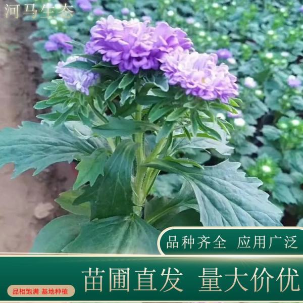 翠菊价格