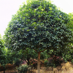 金桂小苗 开花植物 庭院小区种植观赏花卉 园林公园绿化植物