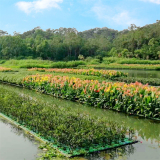 定制水生植物生态浮岛 水体绿化工程 植物复合纤维 池塘造景