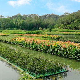 定制水生植物生態(tài)浮島 水體綠化工程 植物復合纖維 池塘造景