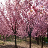 基地供应 美人梅 园林美丽新农村工程绿化苗木 庭院绿植造景花卉