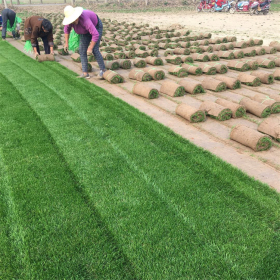 果嶺草草坪草皮 高爾夫球場 公共綠地綠化苗 四季常青 耐踐踏