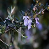 水果蘭 花境植物庭院綠化 觀葉植物花園色調 園林綠化工程苗