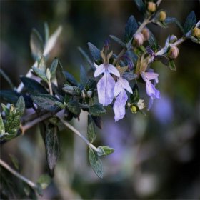 水果兰 花境植物庭院绿化 观叶植物花园色调 园林绿化工程苗