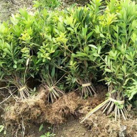 出售毛鹃 春鹃 花坛花镜种植观赏苗道路园林色块绿篱造景工程苗