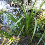 水菖蒲 耐寒常綠水體綠化 美化水質工程 人工濕地公園挺水植物