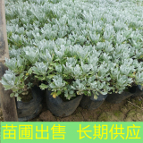 基地出售芙蓉菊 庭院栽培观赏苗园林景区地被种植绿化工程苗