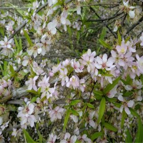 苗圃出售 郁李苗 盆栽地栽庭院观花植物 丛生多花花卉