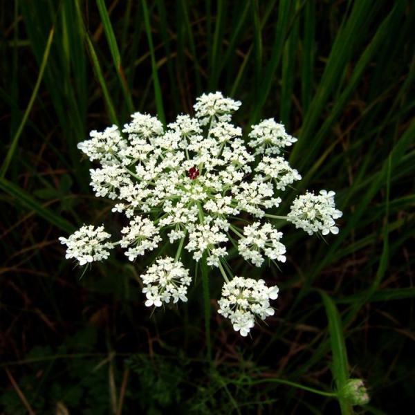 高山蓍草價(jià)格