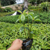 苗圃出售冷水花 观叶草本地被植物 花境花镜园林绿化工程苗木