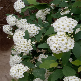 麻叶绣线菊 可做花坛花镜花带 道路色块绿篱 景区造景绿化苗