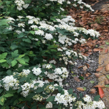 菱葉繡線菊 庭院陽臺(tái)花園花卉植物 園林綠化工程苗