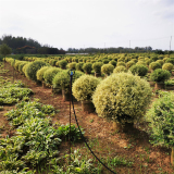 苗圃基地供應金姬小蠟 街邊綠化帶觀葉植物 花鏡切花用材