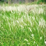 苗圃出售白茅 濕地公園生態(tài) 河道水體綠化 美化水質(zhì)工程