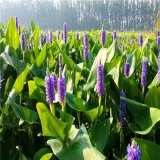 基地出售梭魚草 花壇花鏡種植觀賞 園林地被濕地綠化造景工程苗