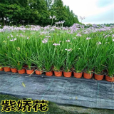 紫娇花 公园小区造景室外别墅庭院观花植物 新农村绿化改造苗